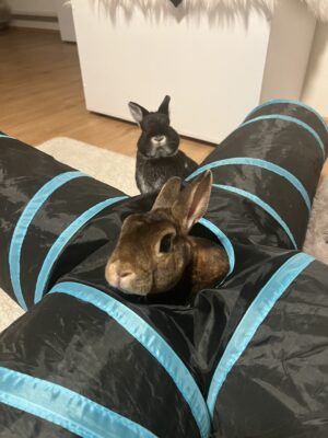 Fotka Naši životní parťáci